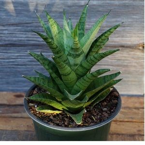 Meet your Posher, Becky